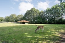 Afbeelding van Boslaan 1-R203 - Derde foto