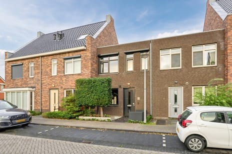 Goudsbloem 6 main image