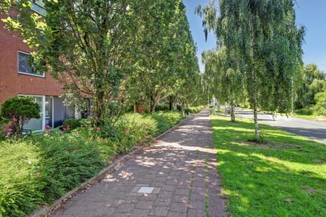 Afbeelding van Noorse Lijster 3 - Derde foto