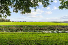 Image of Bargereed - Third image