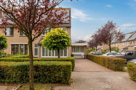 Afbeelding van Kokmeeuw 21 - Tweede foto