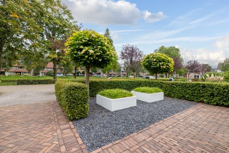 Afbeelding van Kokmeeuw 21 - Derde foto