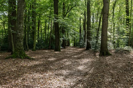 Afbeelding van Boslaan 27 - Tweede foto