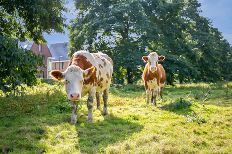 Afbeelding van Graafkade 9 - Derde foto