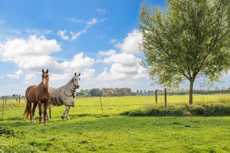 Afbeelding van Elba 1 - Tweede foto