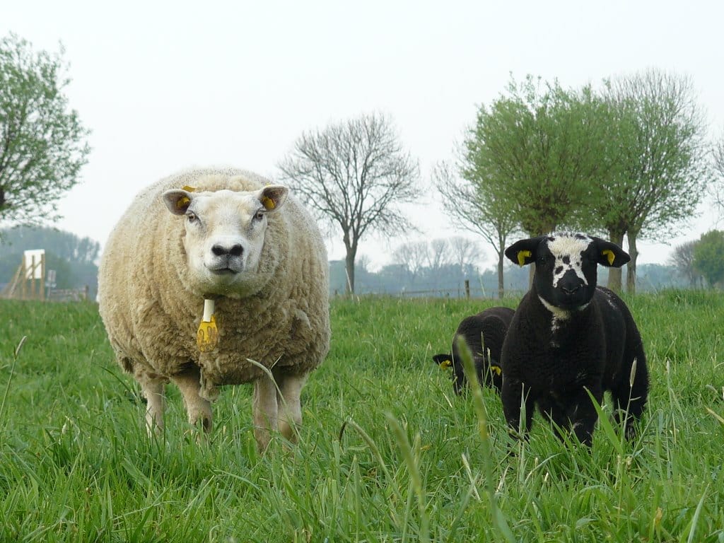 Photo 13 of Meulenveld