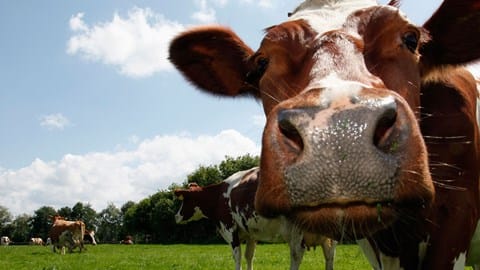 Foto 6 van Meulenveld