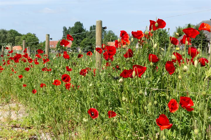 View photo 10 of De Scheifelaar in Veghel