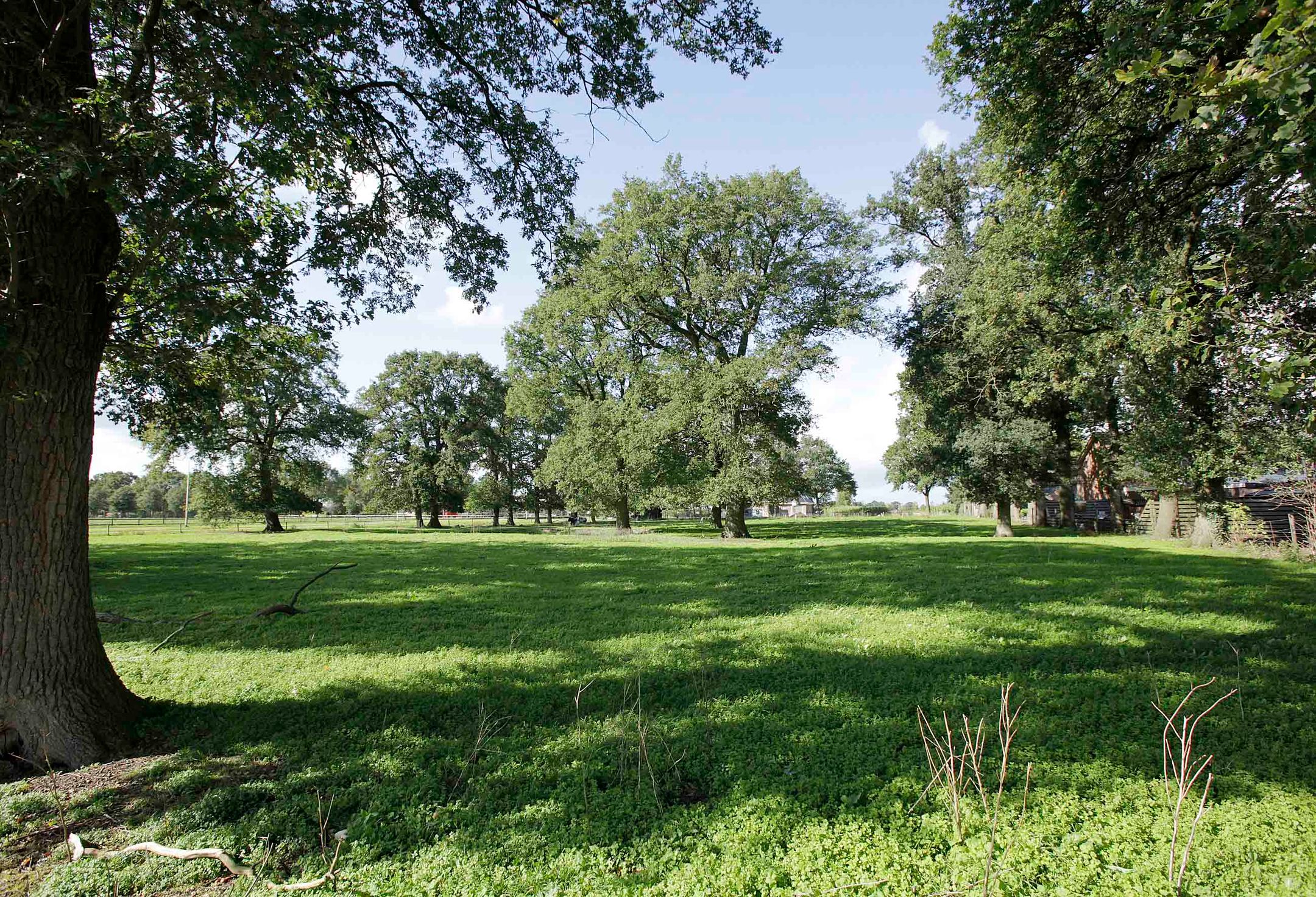 Foto 6 van Witmanweg