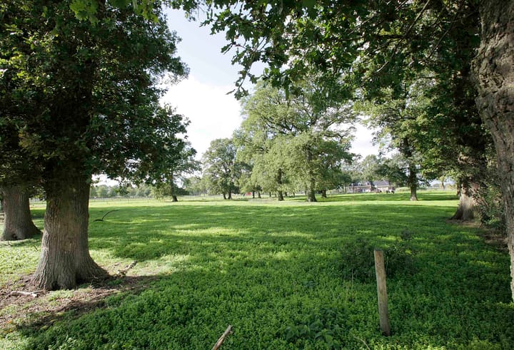 Foto 14 van Witmanweg