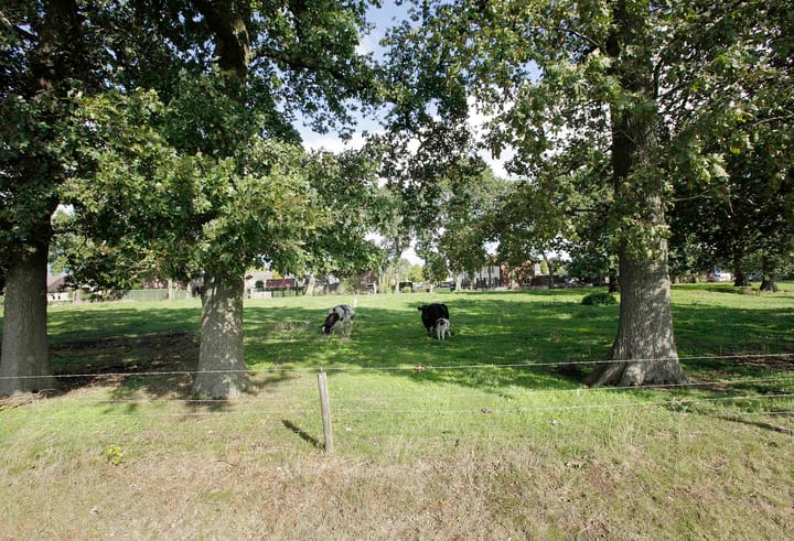 Foto 2 van Witmanweg