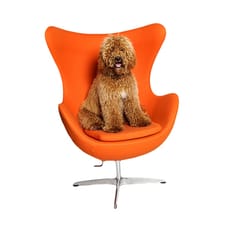 Sammy - De snuffel stagiaire