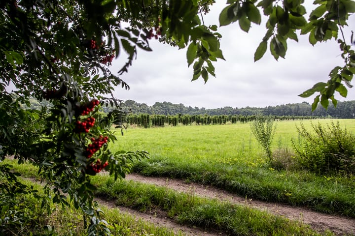 Foto 5 van Steenenburg STE 42