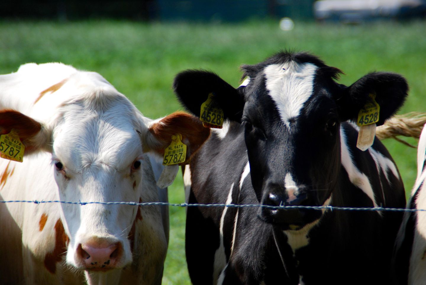 Foto 9 van De Hogekamp