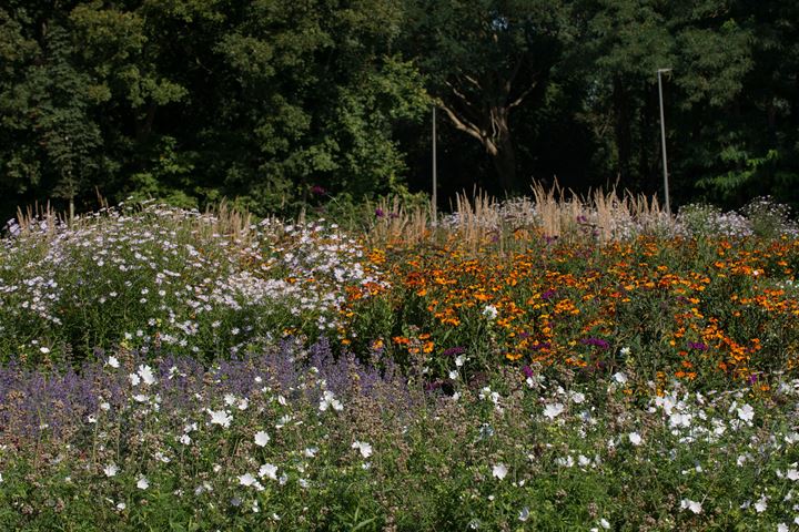 Bekijk foto 19 van Boskavels (Bouwnr. 4)