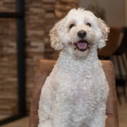 Kantoorhond Bram -