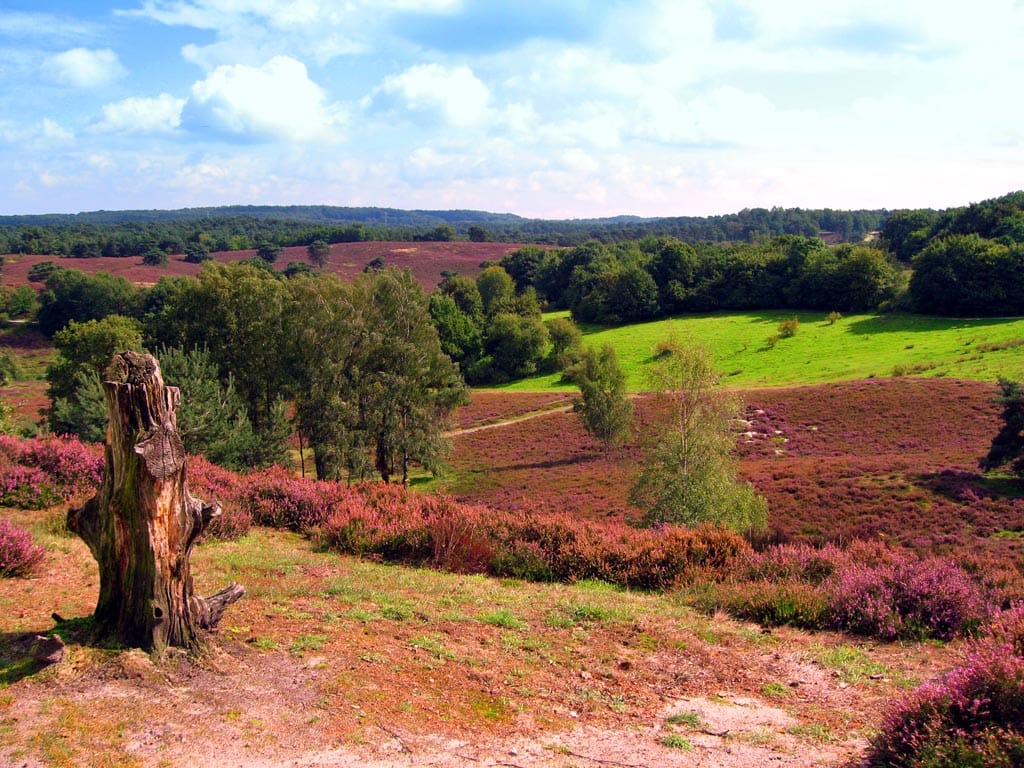 Foto 35 van Akerstraat 153-74