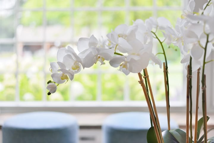 Foto 12 van Eendekooi 12