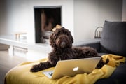 Coco - kantoorhond -