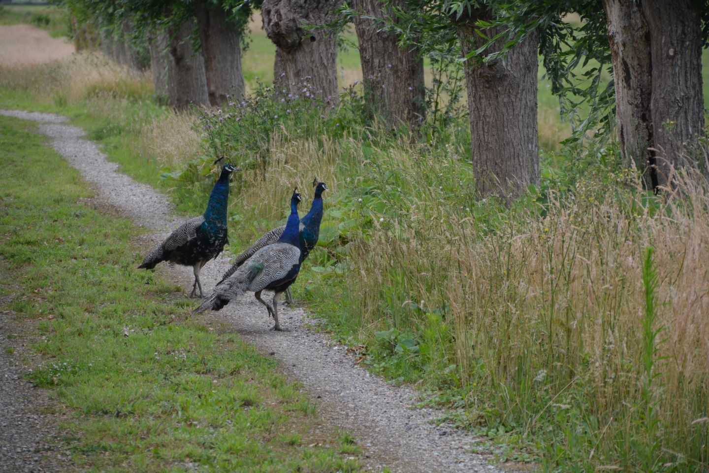 Foto 40 van Botsholsedwarsweg 5