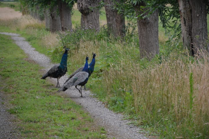 Foto 40 van Botsholsedwarsweg 5