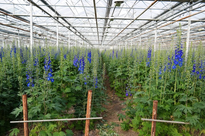 Foto 8 van Linnaeusweg 12