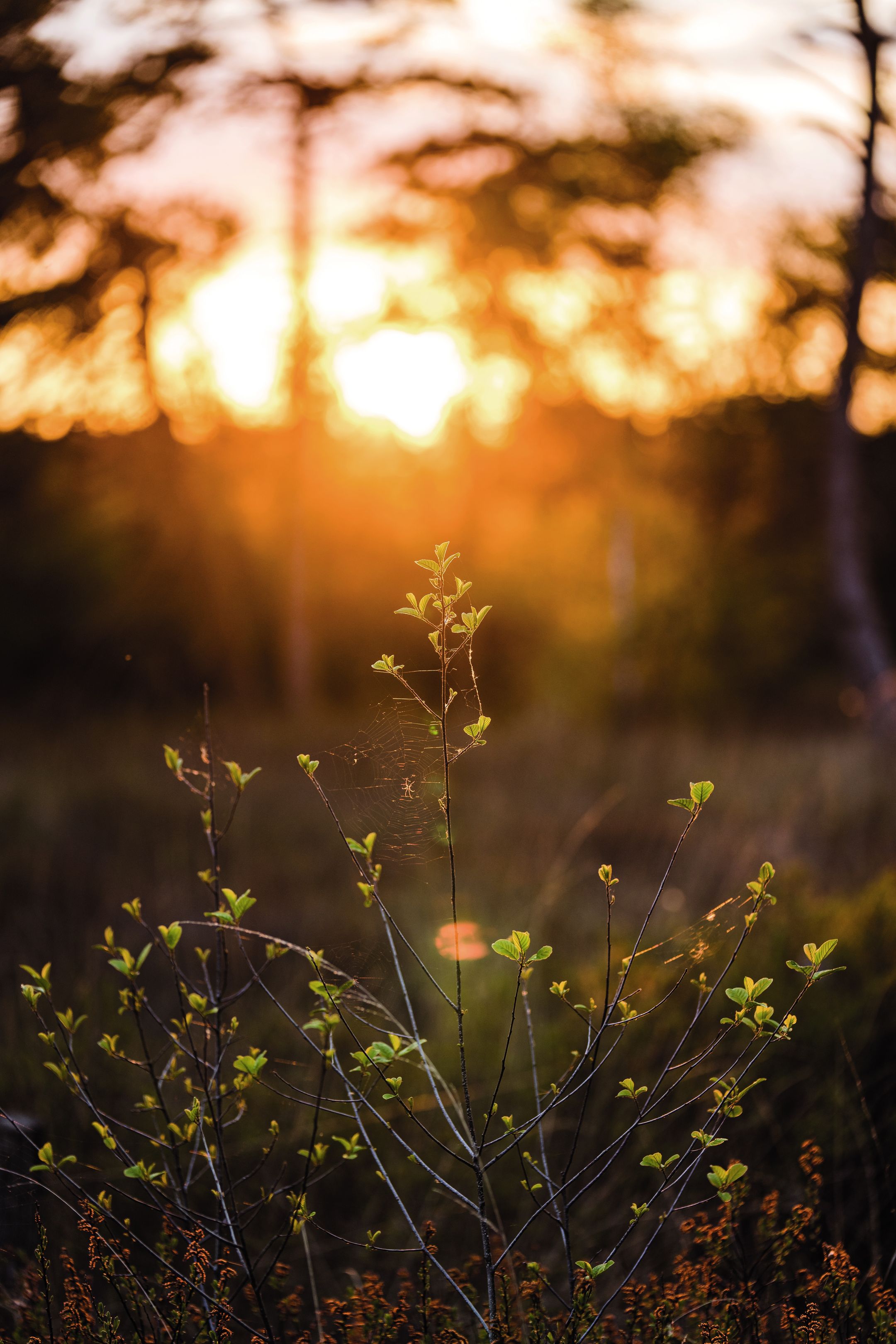 Photo 9 of Parc de Utrecht heidekavel 4