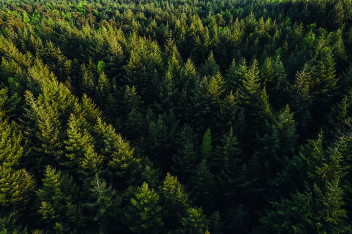 Foto 10 van Parc de Utrecht heidekavel 4