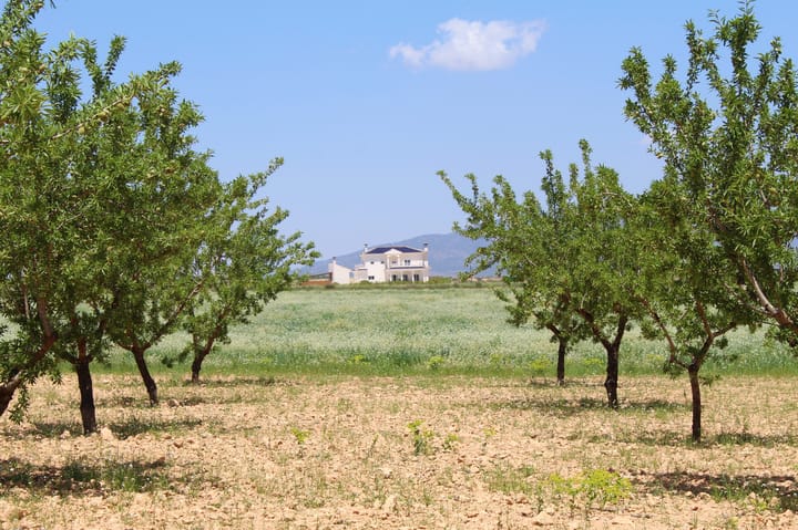 Foto 17 van Pinoso 702