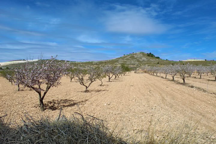 Foto 18 van Pinoso 702