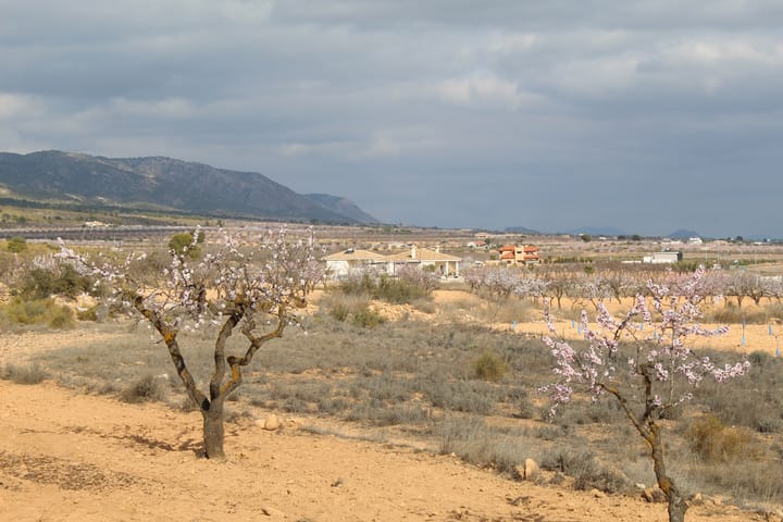 Foto 19 van Pinoso 702