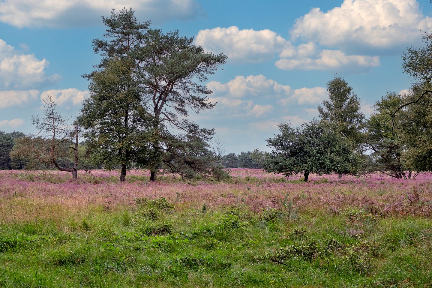 Bekijk foto 3 van Hof van Halenweg 2 265