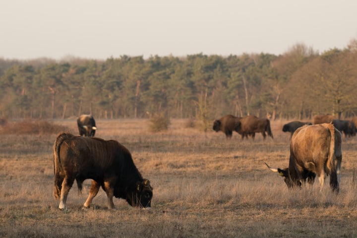 Bekijk foto 38 van Bosrand l 17