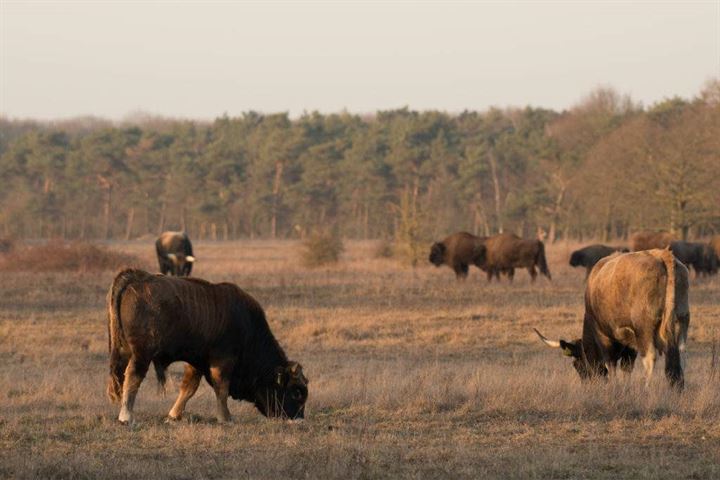 Bekijk foto 19 van Brabantse Hoeve | 12