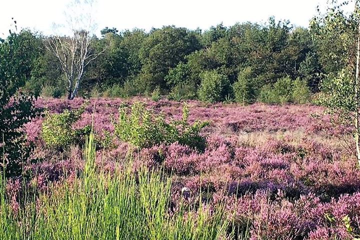 Bekijk foto 21 van Brabantse Hoeve | 12