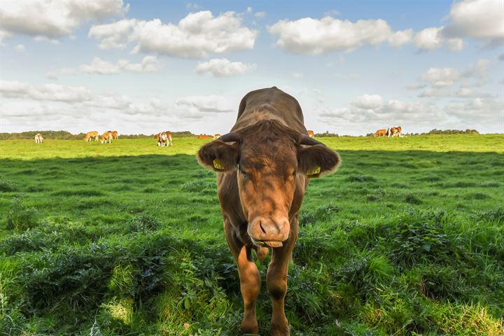 Bekijk foto 67 van Zwetkade 8