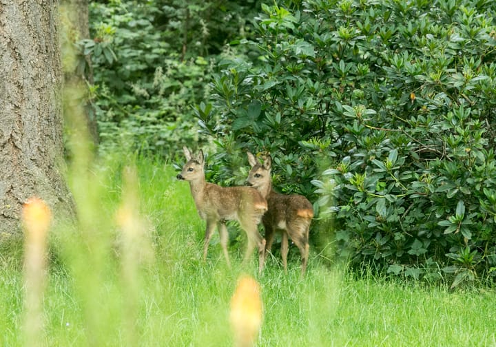 Foto 4 van Rode Sluisweg 9-A