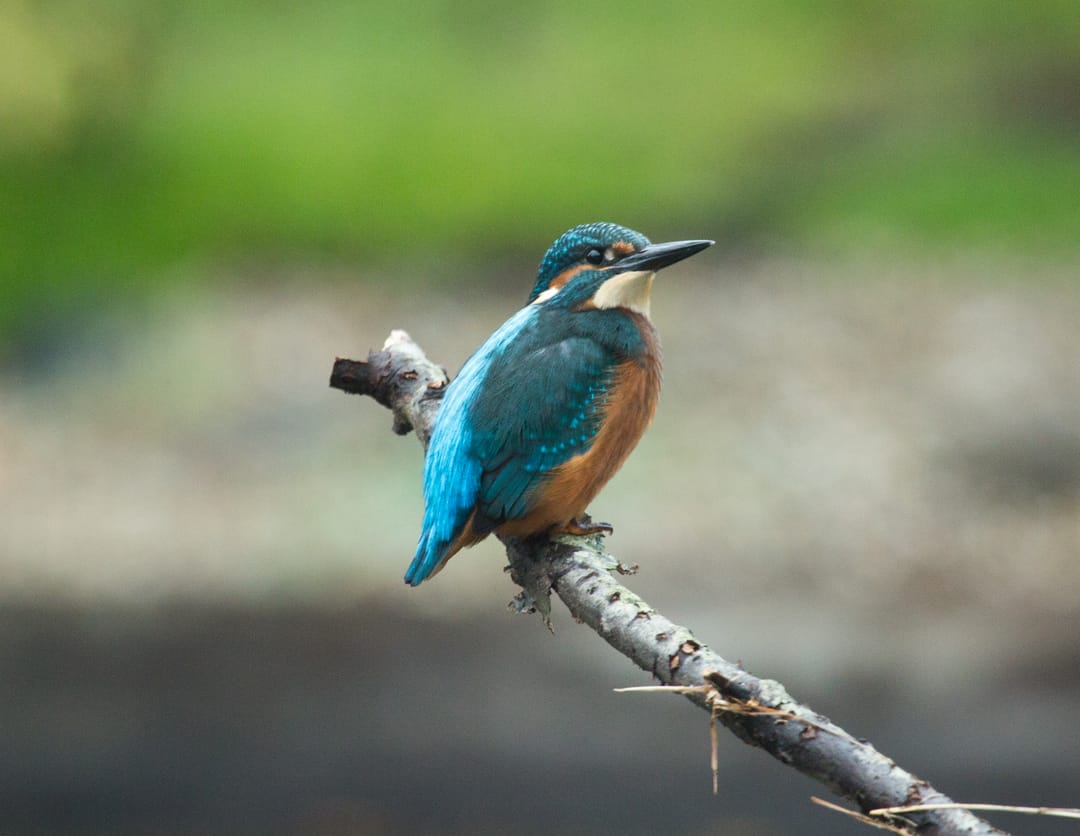 Foto 83 van Rode Sluisweg 9-A