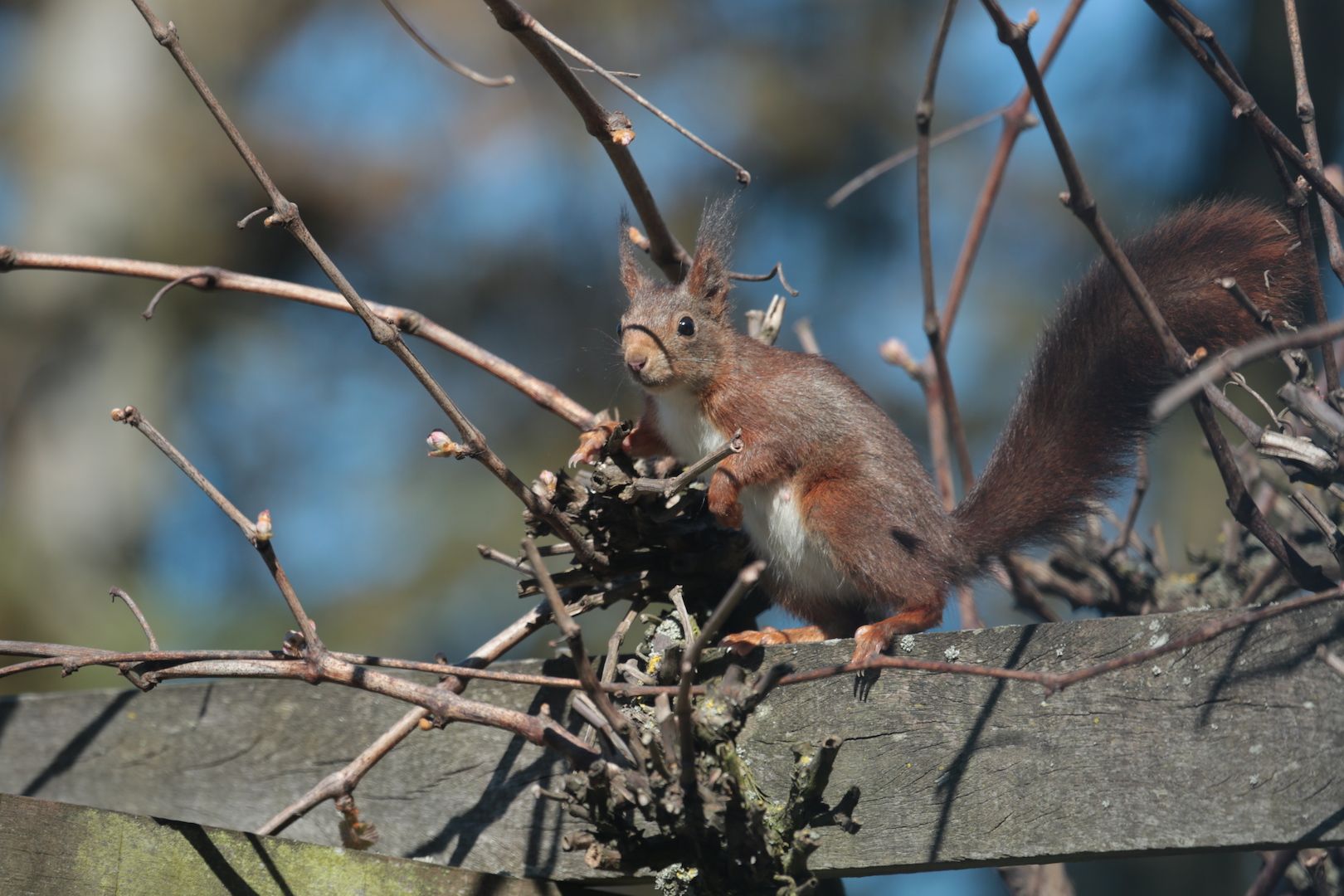 Foto 81 van Rode Sluisweg 9-A