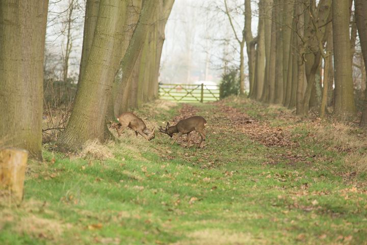 View photo 40 of Rode Sluisweg 9-A