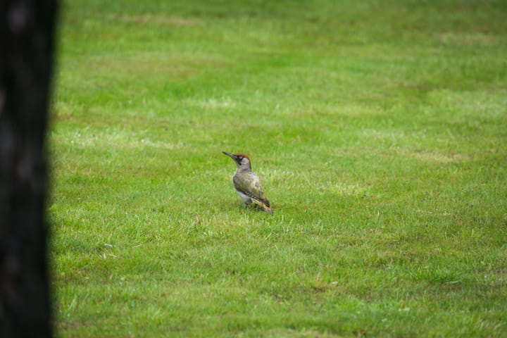 Foto 44 van Rode Sluisweg 9-A
