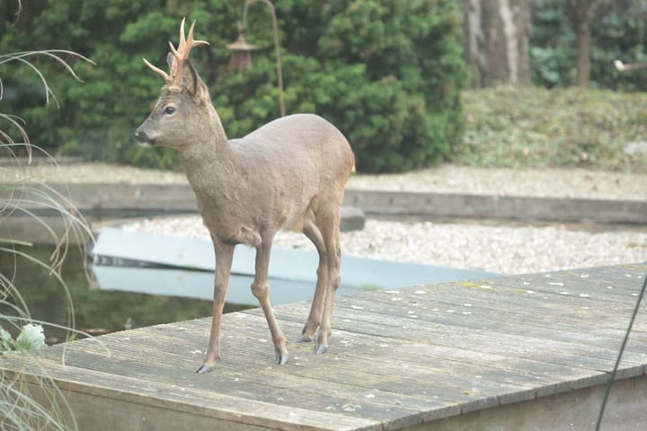 Foto 30 van Rode Sluisweg 9-A