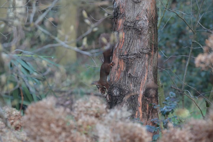 Foto 38 van Rode Sluisweg 9-A