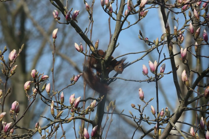 Foto 42 van Rode Sluisweg 9-A