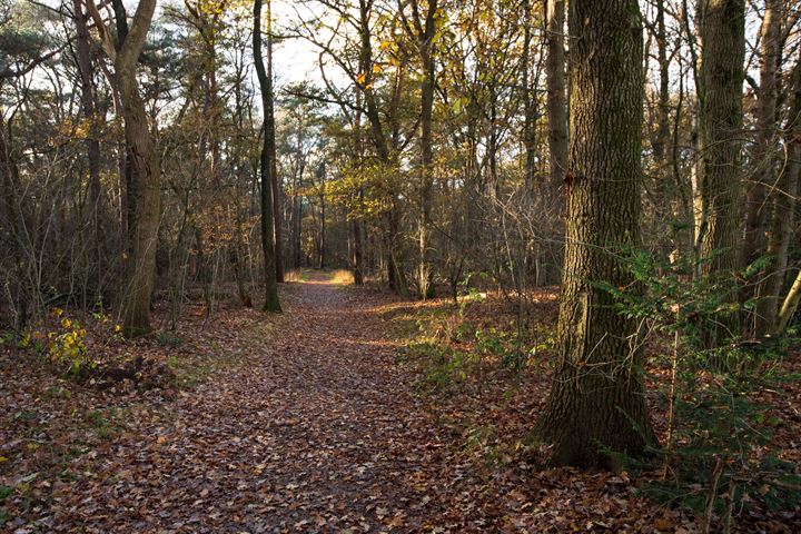 Bekijk foto 76 van Vijfsprongweg 50