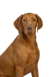 Chico -