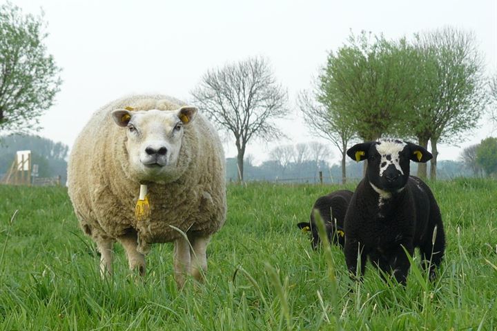 View photo 20 of Meulenveld - Maaszicht (Bouwnr. 46)