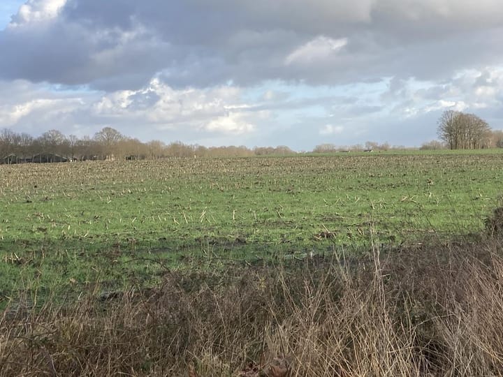 Foto 5 van Bentelosestraat