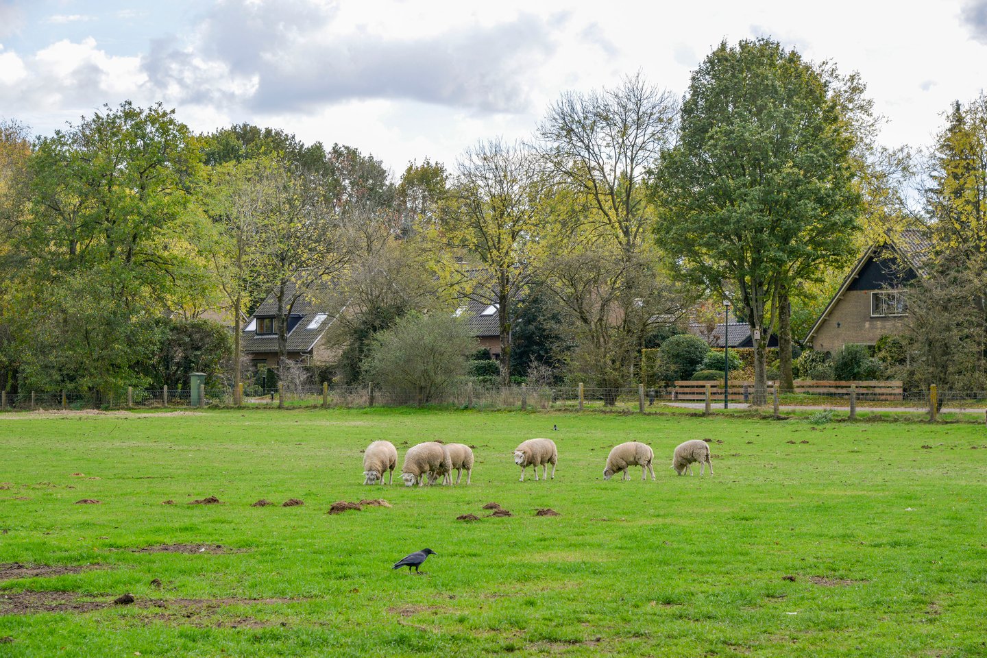 Bekijk foto 2 van Meentzoom 11