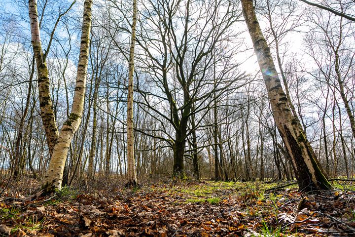 Bekijk foto 17 van Ds. van der Veenweg 5